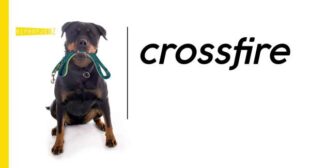 Lyrics of CROSSFIRE Song