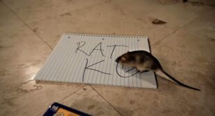 Lyrics of Rat K Song