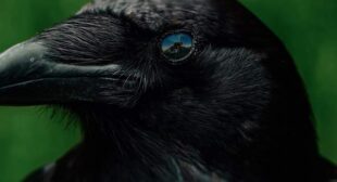 Lyrics of White Wine