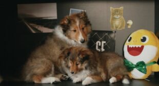 BANE (English Translation) Lyrics