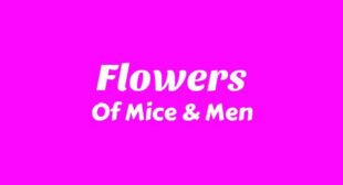 Lyrics of Flowers Song