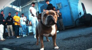 LACOSTA II (English Translation) Song Lyrics