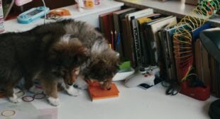 SOnASTE CON UN DRACO (English Translation) Lyrics