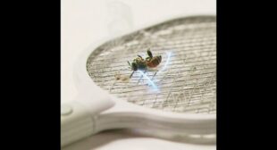 PEST CONTROL Song Lyrics