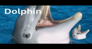 Dolphin Lyrics