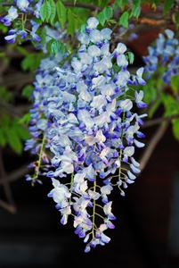 Bluebell Flower Photography